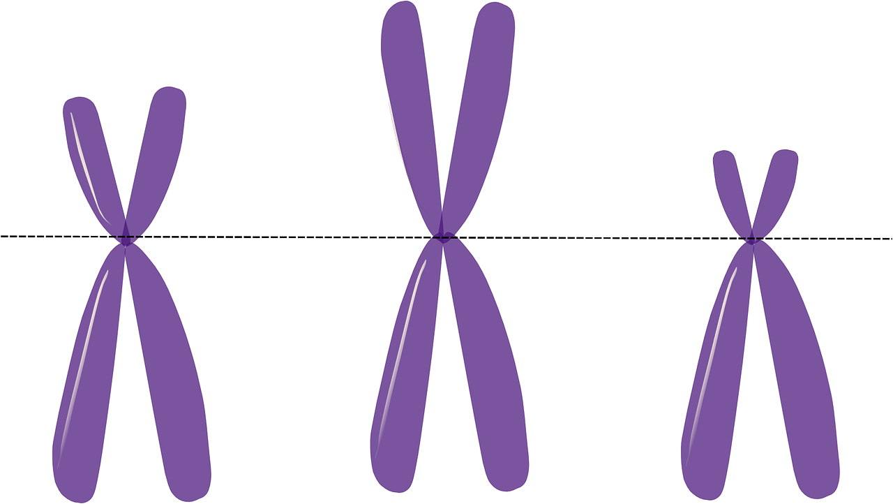 chromosomes-156403_1280.png