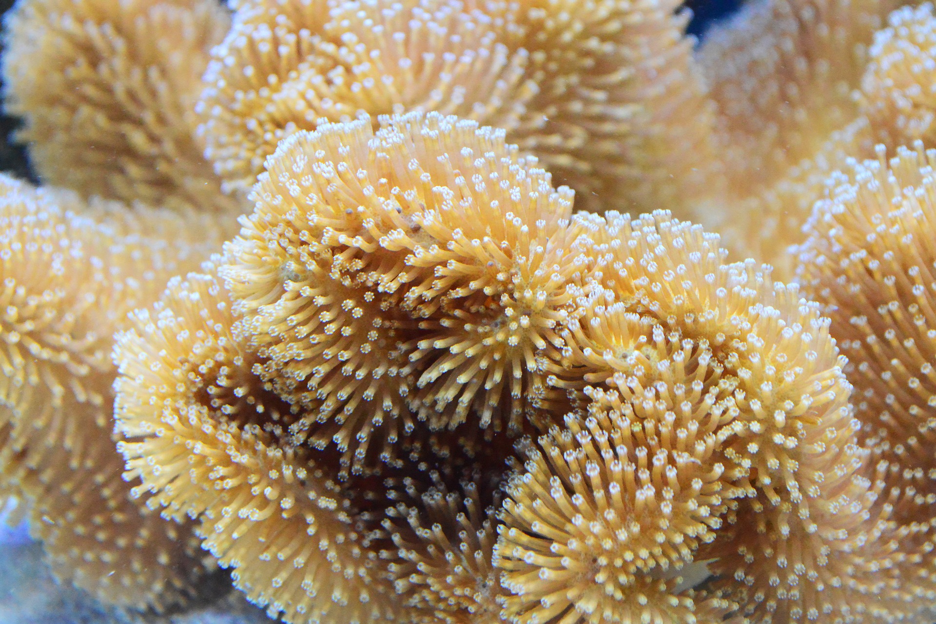coral-1318694_1920.jpg