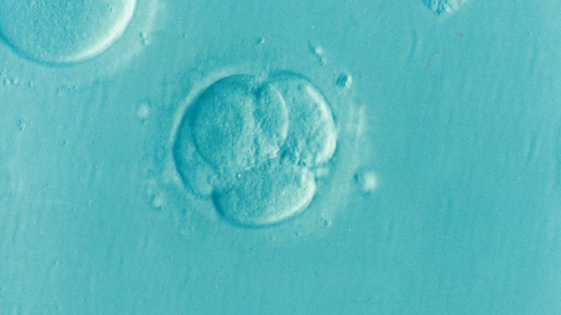 embryo-1514192_1920.png