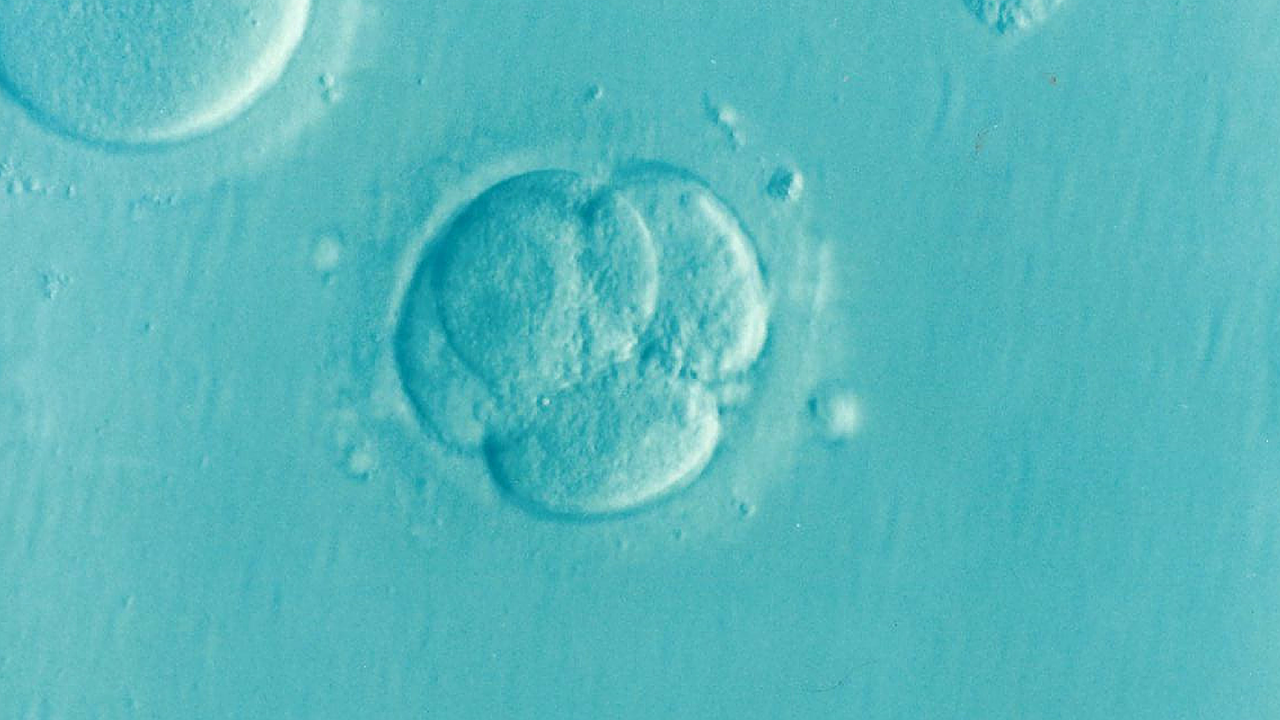 embryo-1514192_1280.png