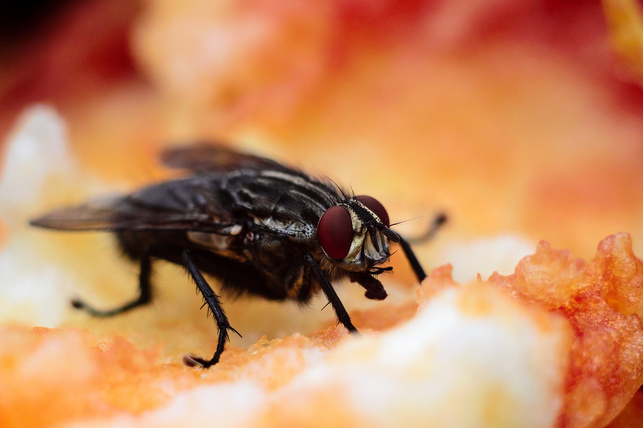 Low protein diet in early life increases lifespan in fruit flies.jpg