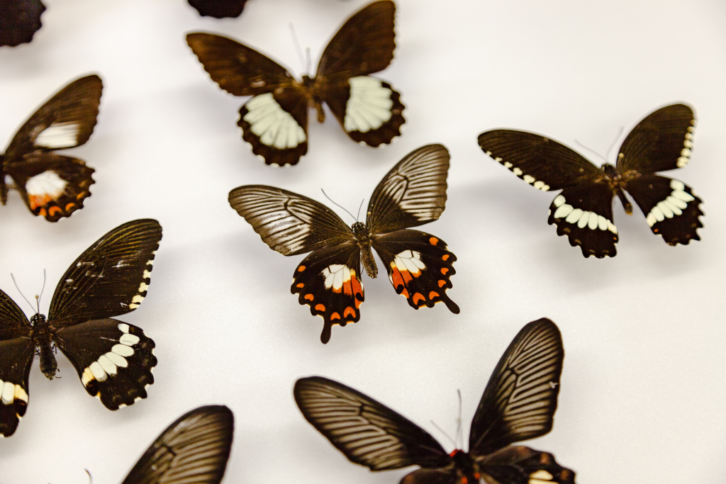 Several different swallowtail butterfly variations showing mimicry and polymorphism, or different forms of the same species. In the centre, a female Papilio polytes that mimic another species that is toxic to predators. (Credit: Matt Wood, UChicago)